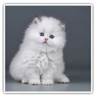2 x Square Stickers 10 cm - White Fluffy Cat Kitten Portrait Cool Gift #16911