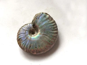 Ammonite Fossil Iridescent 48mm Protection Stability Rebirth Transform Aquarius - Picture 1 of 1