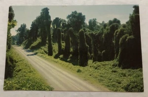 Kudzu Along The Highway, Mississippi. Postcard (V2) - Picture 1 of 2