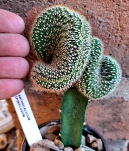 ACANTHOCALYCIUM SPINIFLOSUM CRISTATA GRAFT  *** VERY RARE  ! ! *** - Picture 1 of 9