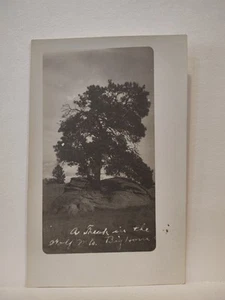 Postal vintage en blanco y negro "Un árbol en el lobo Mts. Big Horn"? Postal - Imagen 1 de 4