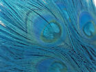 Peacock Eye Feather Stems Dyed Turquoise - 14-15" - 10 Pcs.  Excellent Quality  