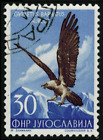 Yugoslavia #Mi744 CTO 1954 Bearded Vulture Gypaetus barbatus ssp  [404 YT649]