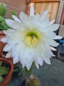 Echinopsis spachiana - Golden Torch Cactus - Pk of 100 seeds Buy 2 Get 1 Free - Picture 1 of 3