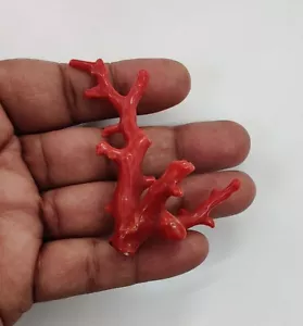 Genuine Italian Coral Branch Loose Gemstone 100%Natural Red Coral Polished Rough - Picture 1 of 9