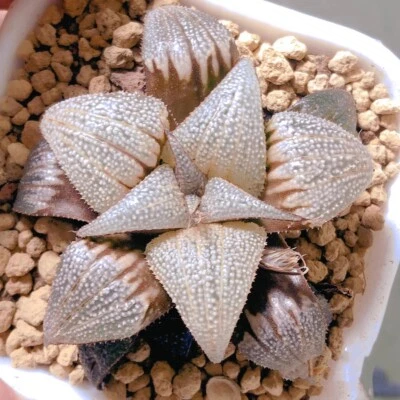 Two heads--Haworthia Badia " Aluminum Star"8cm diameter Succulent - Image 1 of 4