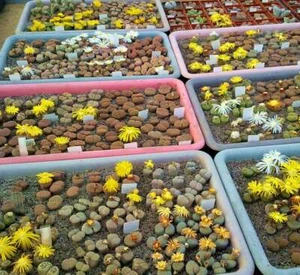 MEZCLA SEMILLAS LITHOPS 500 PIEZAS cosecha 2022 /aproximadamente 20 especies/ - Imagen 1 de 12