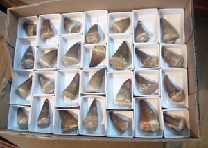 MOSASAUR TOOTH Prognathodon GENUINE LARGE FOSSIL 40mm Gift Collectable - Picture 1 of 3