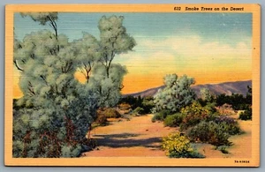 Postcard California c1937 Smoke Trees on the Desert Fabaceae Scenic Linen - Picture 1 of 2