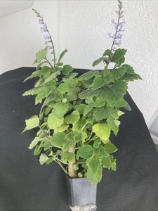 Plectranthus ernstii (Bonsai Minze) 🌼blüht🌼 VI - Bild 1 von 7