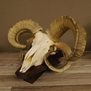 Jakobschaf Vierhornschaf Cornamentas Hl 30-40 CM Trofeo de Calavera Placa - Imagen 1 de 10