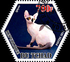 Tier Katze Haustier Rasse Sphynx Nackt Haarlos Kanada Rassekatze Tierwelt / 521