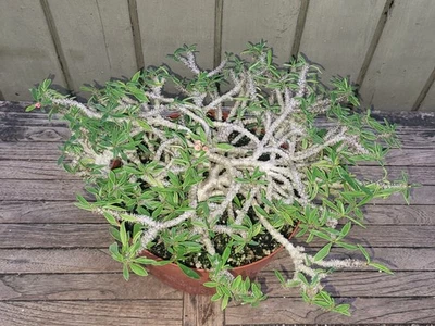 Euphorbia cylindrifolia  x didiereoides crested OLD rare  succulent  8''pan - Image 1 of 4
