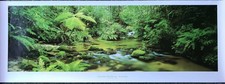 Peter Lik Original Poster - Daintree Rainforest Australia