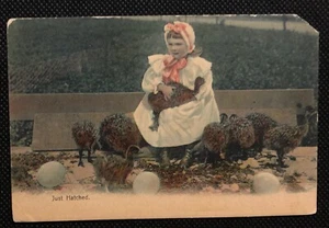 Just Hatchedd - M. Rieder Postcard - Undivided back - Picture 1 of 2
