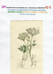 XIX ème - GRANDE CIGUË (Canium Maculatum) Superbe Gravure de 1803/1836 - Picture 1 of 2