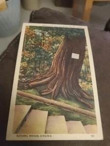 Árbol Arbor Vitae Edad Estimada 1000 Años, Puente Natural, Virginia - Imagen 1 de 2