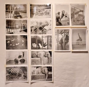 Lot of 14 original black and white 1960's Animals Photos Columbus Zoo Ohio - Picture 1 of 6