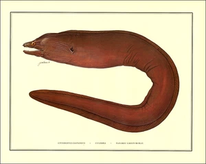 Impresión Vintage 1985 Panamic Green Moray EEL Pez El Salvador Pesca Vida Silvestre Mar - Imagen 1 de 3