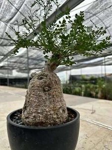 Operculicarya pachypus RareCactus pianta succulenta decorazione boutique coltivazione semi - Foto 1 di 10