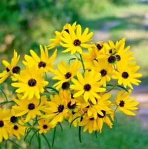 100+SWAMP SUNFLOWER Seeds Perennial Native Wildflower Poor Soils Heat Cold Easy - Picture 1 of 12
