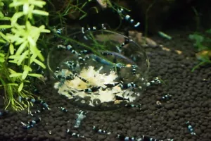 Shrimp Nip ShrimpNip! Snowflake Snow Flake food. Caridina, Crystal, Cherry etc. - Picture 1 of 6