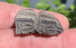DIENTE DE CABALLO FÓSIL EQUUS DIENTES DE RÍO EDAD DE HIELO roca fosilizada espécimen genial regalo - Imagen 1 de 4