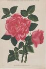 Déco Fleur Rose Archiduchesse Maria Immaculata Journal des roses Lithographie