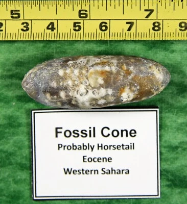 Cono de cola de caballo fósil de calcedonia - Sáhara Occidental Foto 1 de 4