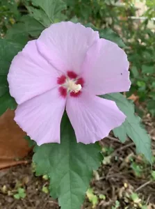 7 Beautiful Hibiscus Rose Of Sharon Althea Starter Plant Cuttings Edible 6-11” - Picture 1 of 7