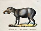 1824 Amerikanische Tapir - Mammal - K.J.Brodtmann Hand Bunt Folio Lithographie