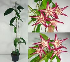 Hoya Onychoides 'Big Corona' 18 Inches Healthy Mature Plant, Fragrant, RARE