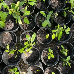 Loquat Fruit Tree Seedling Starter Plant - Picture 1 of 11