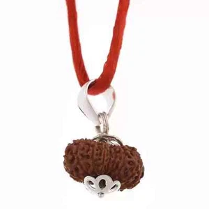Lab Certified Sacred 14 Mukhi Rudraksha: Lord Shiva's Symbol (A++) - Picture 1 of 3