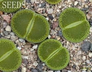 SEEDS - Lithops aucampiae 'Bellaketty' C48A 15seeds - Picture 1 of 1
