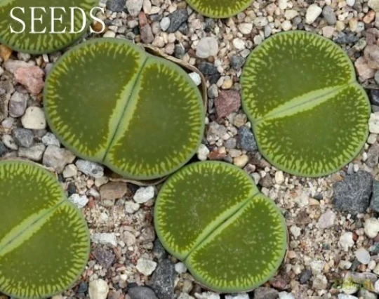 SEEDS - Lithops aucampiae 'Bellaketty' C48A 15seeds - Image 1 of 1