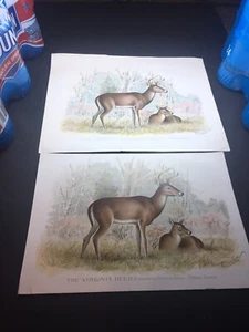 Pair Of Vintage Prints,THE VIRGINIA DEER,Bodd Gray,Denton - Picture 1 of 12