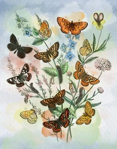 Butterflies Remixed Historical Print, 8 x 10 Art Print, Ready For Framing - Picture 1 of 4