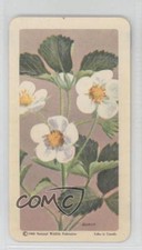 1961 Brooke Bond Red Rose Wild Flowers of North America Tea Strawberry #25 0a3