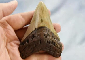 Megalodon Shark Teeth XLG Real FOSSIL 5 - 24 million year old 97mm 3.9" 621cc - Picture 1 of 14