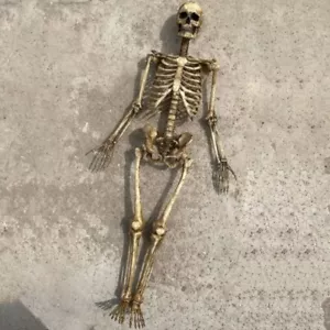 Maßstab 1/12 Mensch Skelett PVC Modell für 6" Actionfigur Zubehör Spielzeug USA - Bild 1 von 34