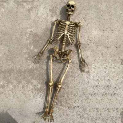 1/12 Scale Human Beings Skeleton PVC Model for 6" Action Figure Accessory Toy US - Image 1 of 4