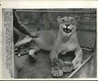 1963 Press Photo Lioness Jill With Newborn Cubs At Private Zoo In Indianapolis