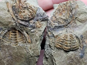 Trilobite Flexicalymene from Morocco split pair (5.2 oz.) - Picture 1 of 4