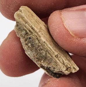 Pieza de madera petrificada de ágata - Oregón - Mioceno (?) - Fósil - Imagen 1 de 4