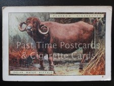 Single INDIAN WATER BUFFALO No.1 'NATURAL HISTORY 2nd Series'  (X12) Player 1924