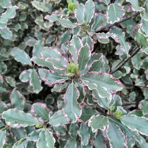 Pittosporum tenuifolium 'Elizabeth' 2L (70-80cm) - Picture 1 of 2