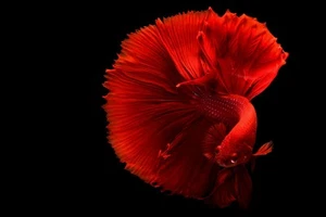Canvas Art Red Fan Tropical Fish Wall Picture Poster Print - Picture 1 of 22