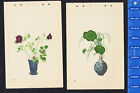A pair of 1930 Color Japanese Flower Arrangement Prints of Blue Vases