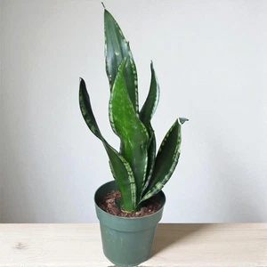 Sansevieria Whitney Large Mature 21" live plant Silver Flame Rooted succulent - Picture 1 of 12